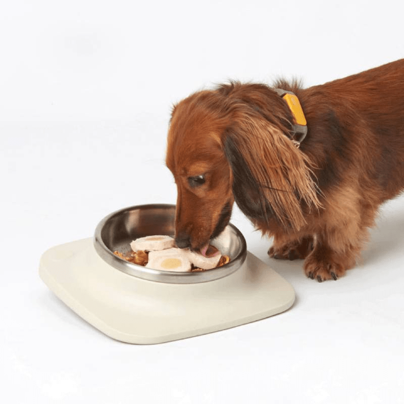 Close-up of the Ilume Smart Bowl dispensing a perfectly portioned meal for a content canine.