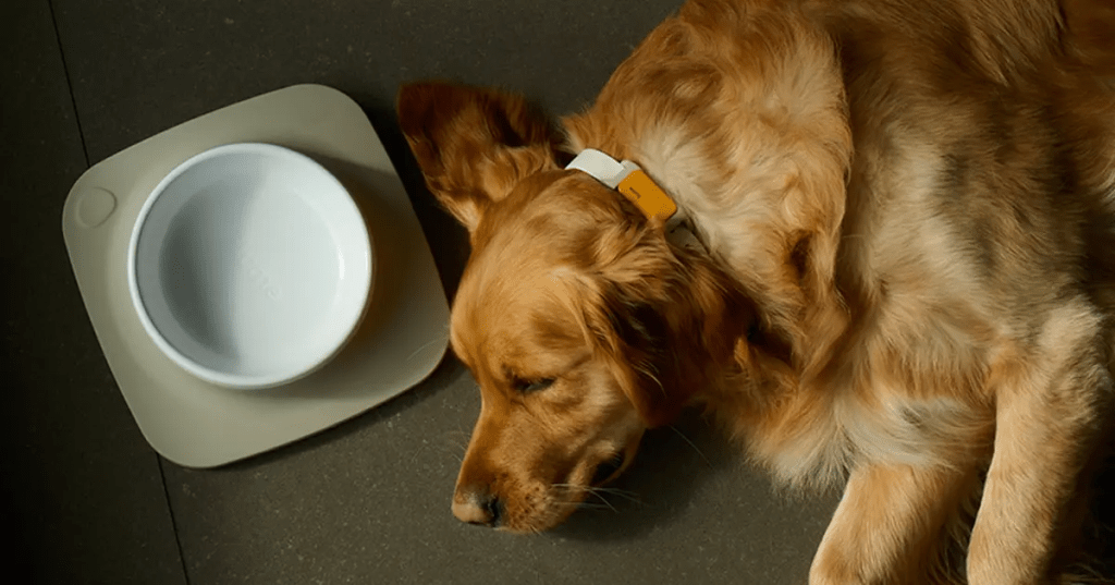 The Ilume Home Hub, a sleek device connecting seamlessly with the Ilume Smart Tracker and Smart Bowl.