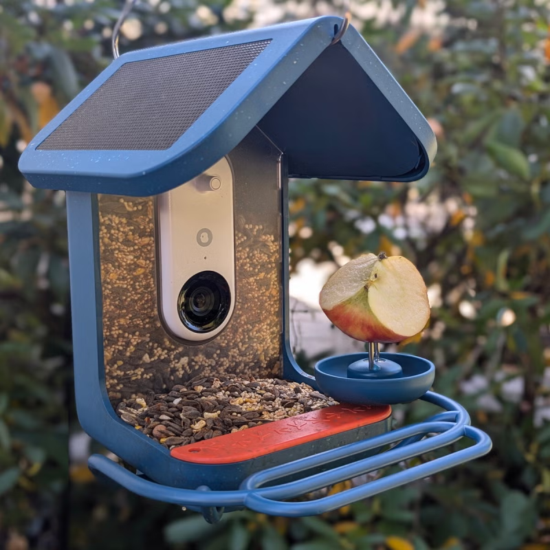 The blue Bird Buddy PRO smart bird feeder hanging from a tree branch in a beautiful, green backyard garden, showing how it blends into a natural environment.